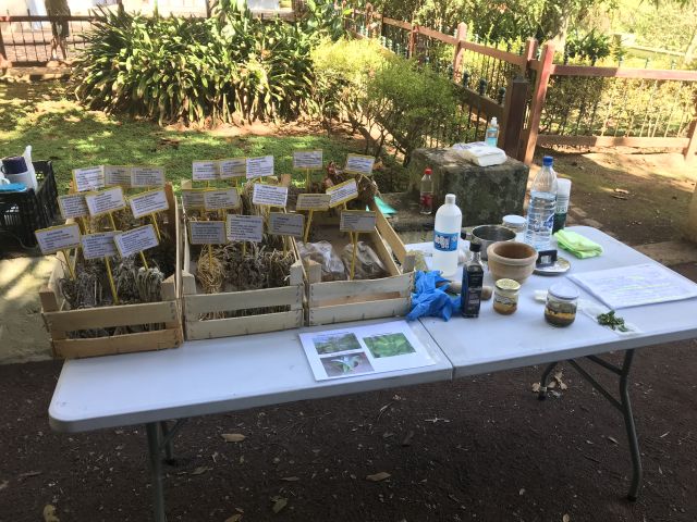 USO DE LAS PLANTAS MEDICINALES EN CANARIAS, foto 11