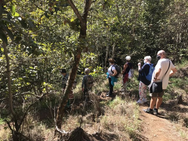 USO DE LAS PLANTAS MEDICINALES EN CANARIAS, foto 7