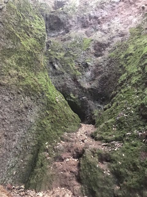 USO DE LAS PLANTAS MEDICINALES EN CANARIAS, foto 9