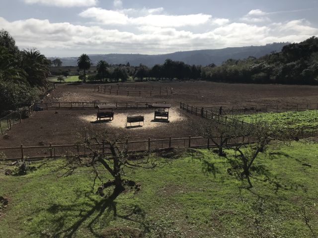 USO DE LAS PLANTAS MEDICINALES EN CANARIAS, foto 6