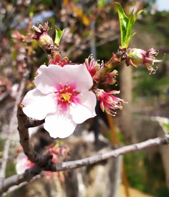 RUTA DE SENDERISMO: » EL ALMENDRO EN FLOR «, foto 32