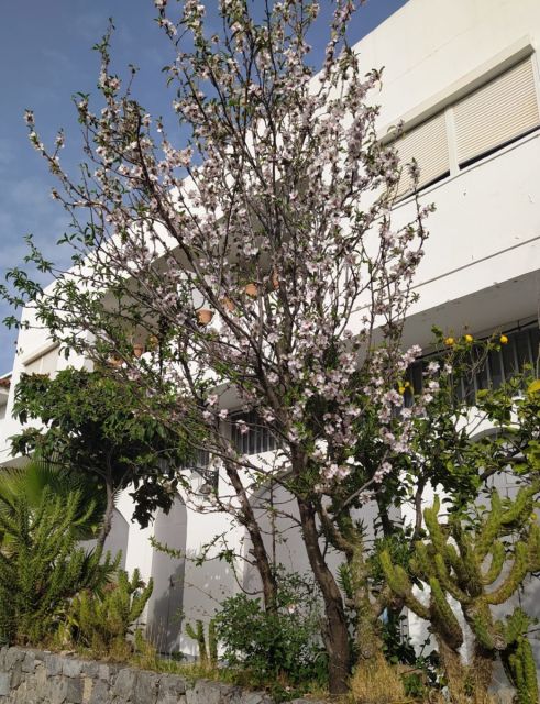 RUTA DE SENDERISMO: » EL ALMENDRO EN FLOR «, foto 19