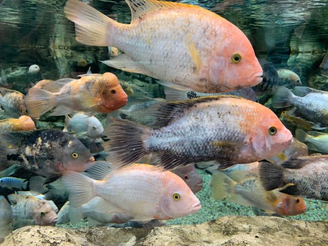 VISITA AL ACUARIO: POEMA DEL MAR., foto 6