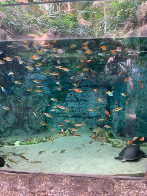 VISITA AL ACUARIO: POEMA DEL MAR., foto 1