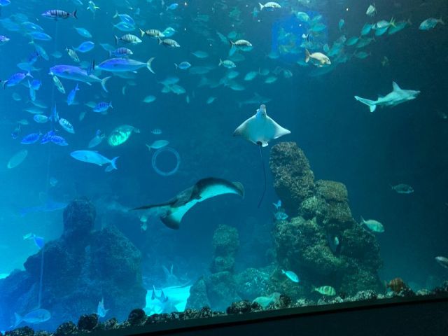 VISITA AL ACUARIO: POEMA DEL MAR., foto 9
